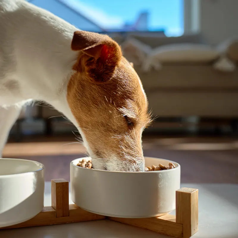 Croquettes pour Chiot ou Chienne Gestante/Allaitante