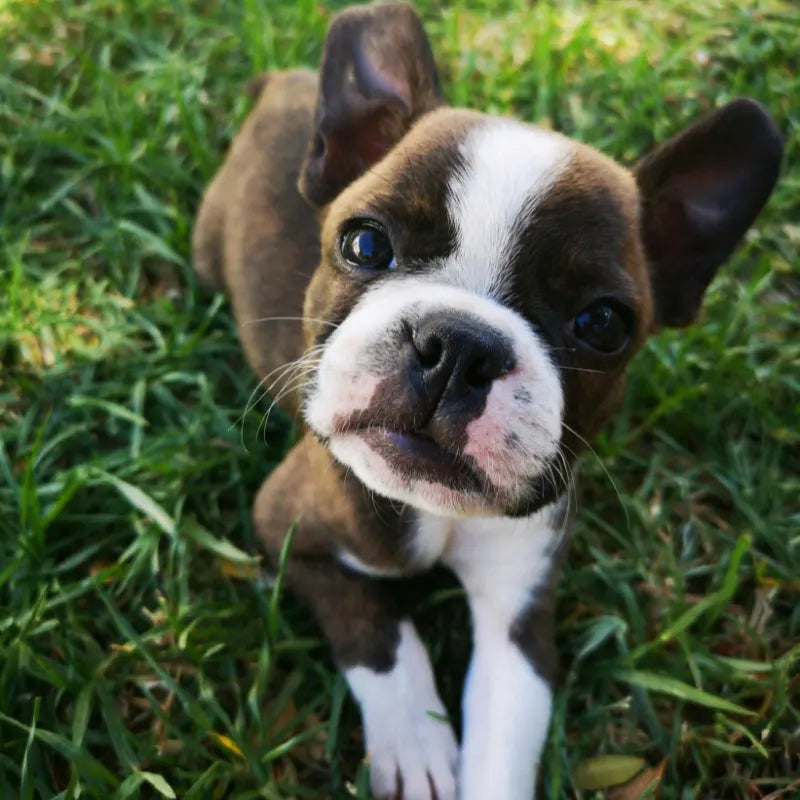 Alimentation pour Chiot ou Chienne Gestante/Allaitante