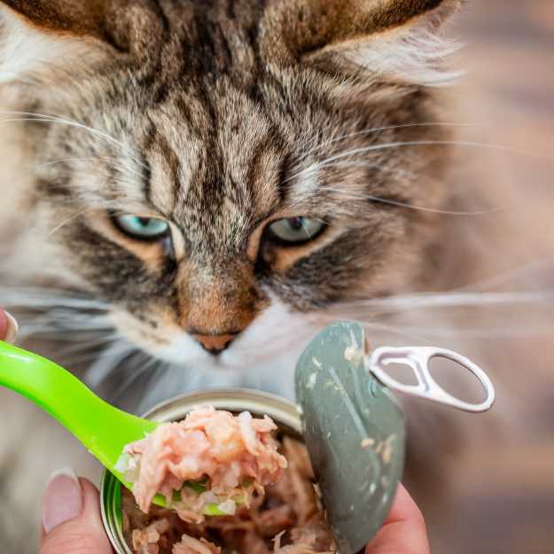 Toppings, Glaces et Yaourts pour Chat