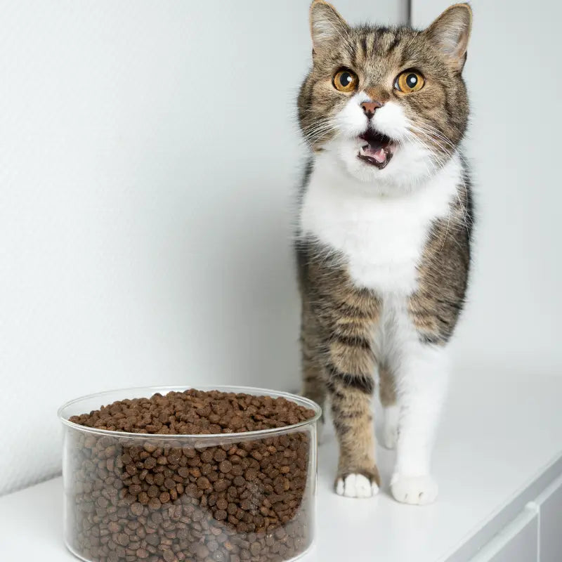 Croquettes pour Chat