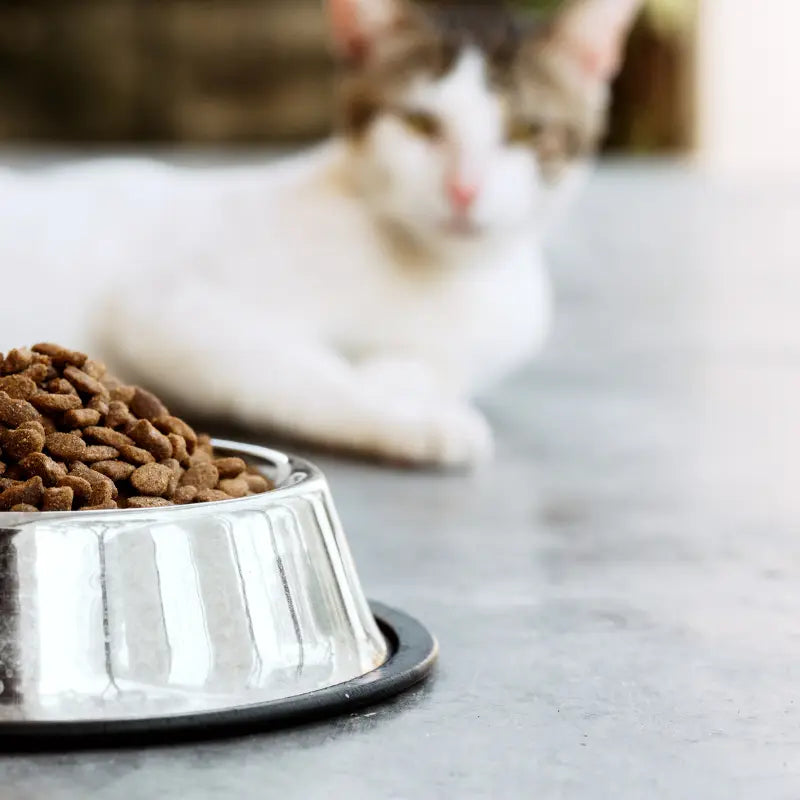 Croquettes pour Chat Senior