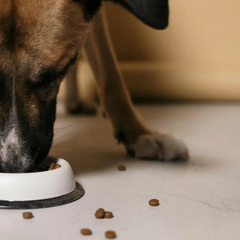 Croquettes Sans Céréales pour Chien