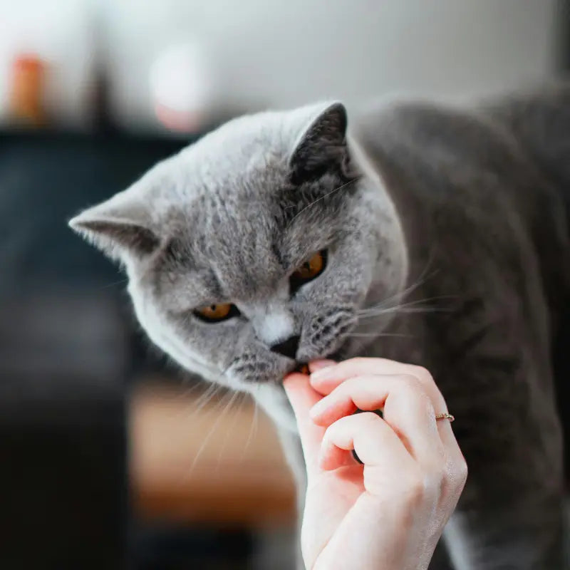 Friandises pour Chat