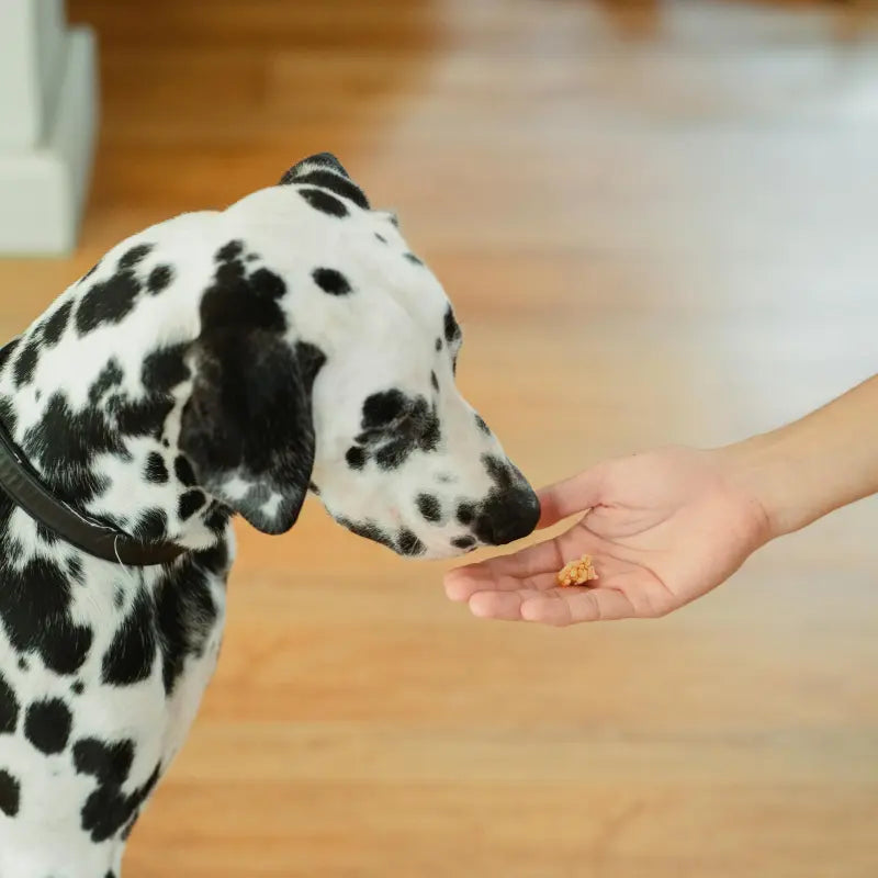 Friandises pour Chien