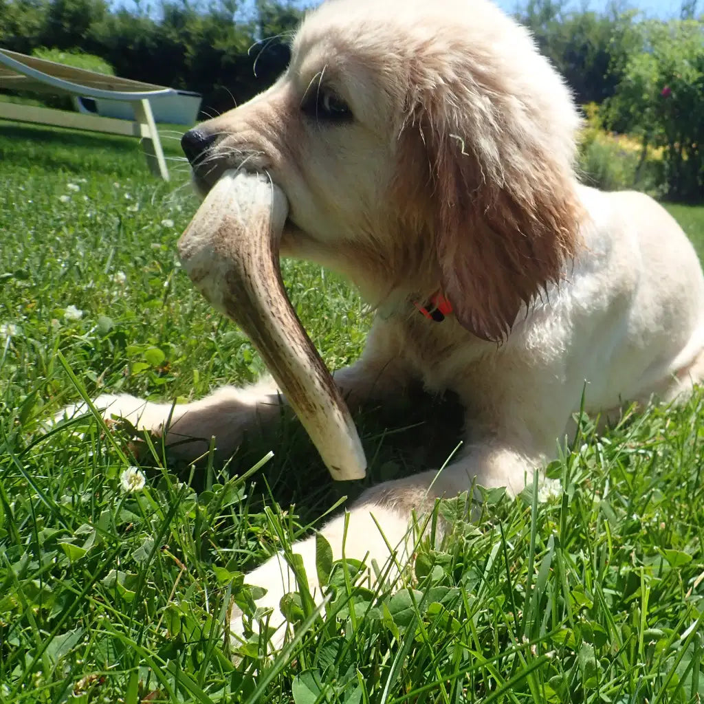 Friandises de Mastication pour Chien