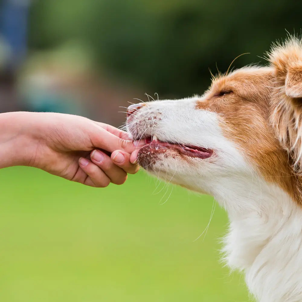 Friandises Bucco-Dentaire pour Chien