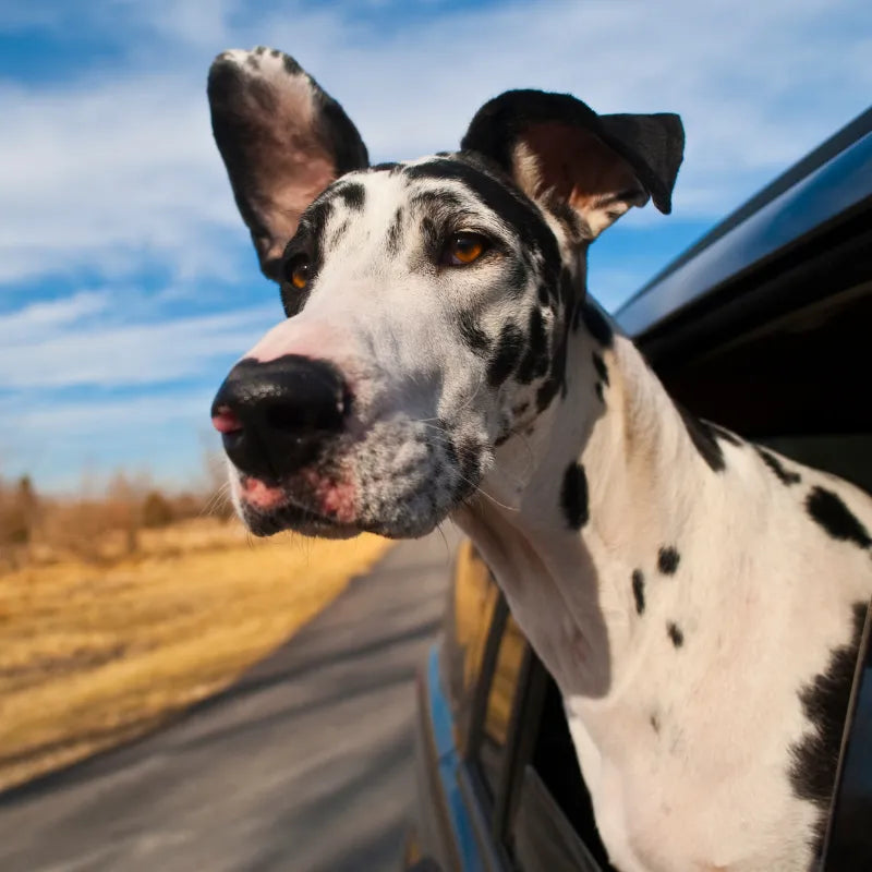 Croquettes pour Grand Chien