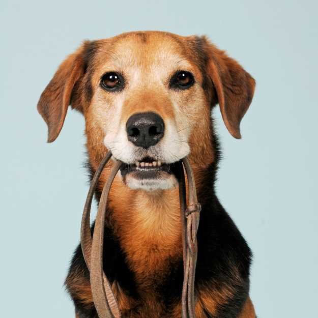 Kit de voyage chien