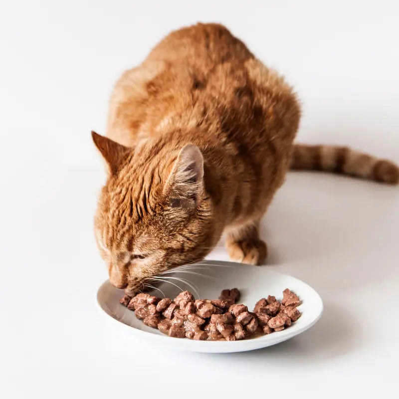 Pâtées pour Chat