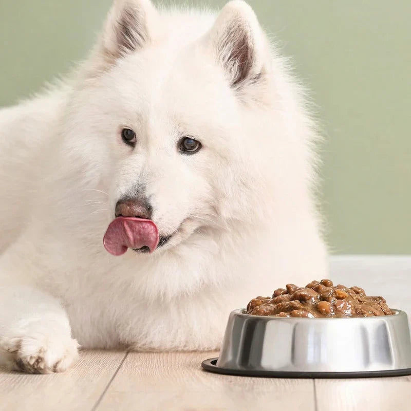 Pâtées pour Chien et Chiot