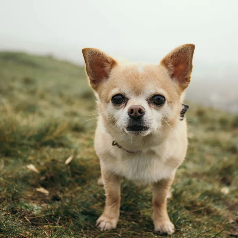 Alimentation pour Chien Petite Taille