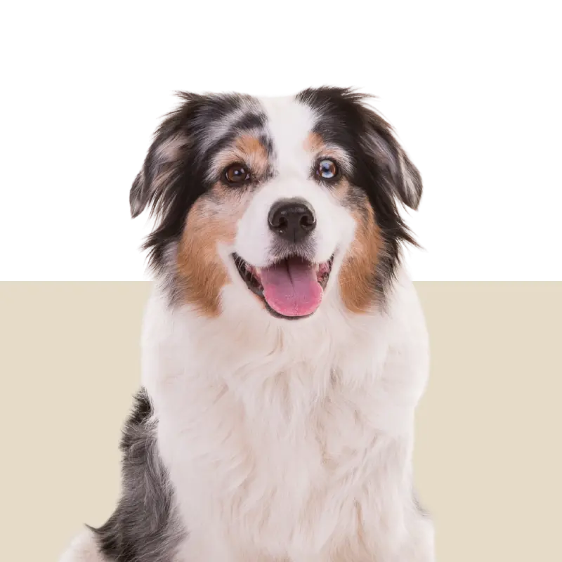 Produits Chien