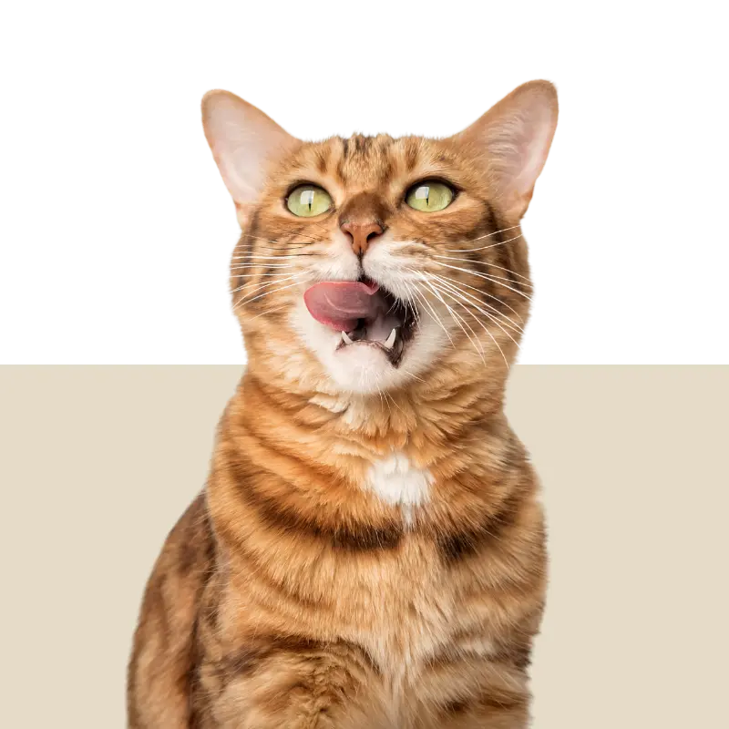 Produits Chat