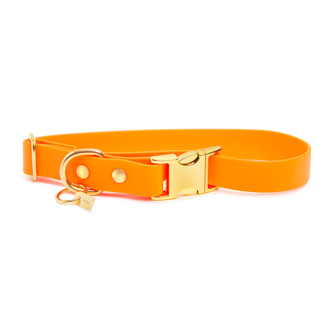 Pop Dog Collier Chien Pêche Pitchoune