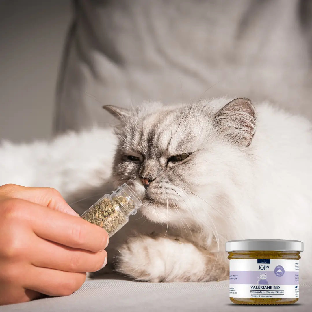 Valériane Séchée Jopy pour Chat