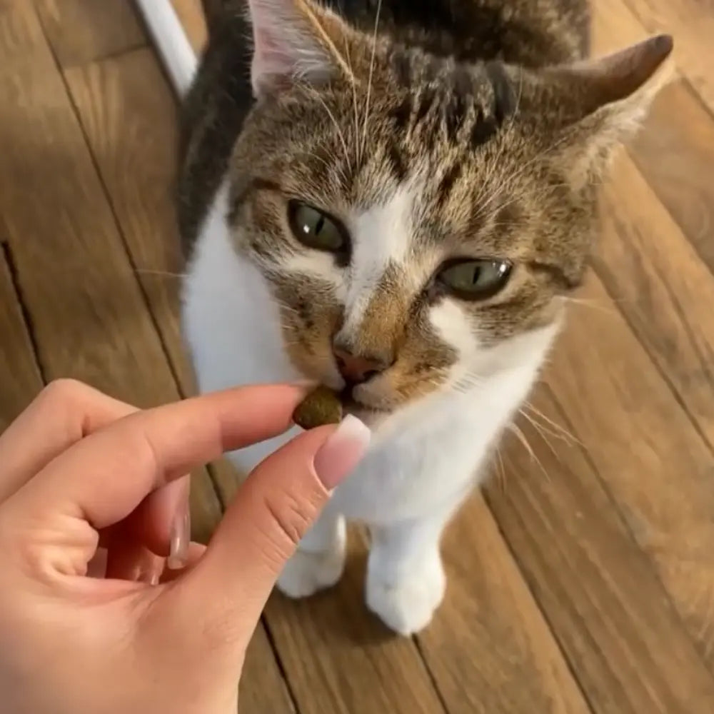 Friandises Hypoallergénique Fungfeed Chat
