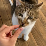 Friandises Hypoallergénique Fungfeed Chat