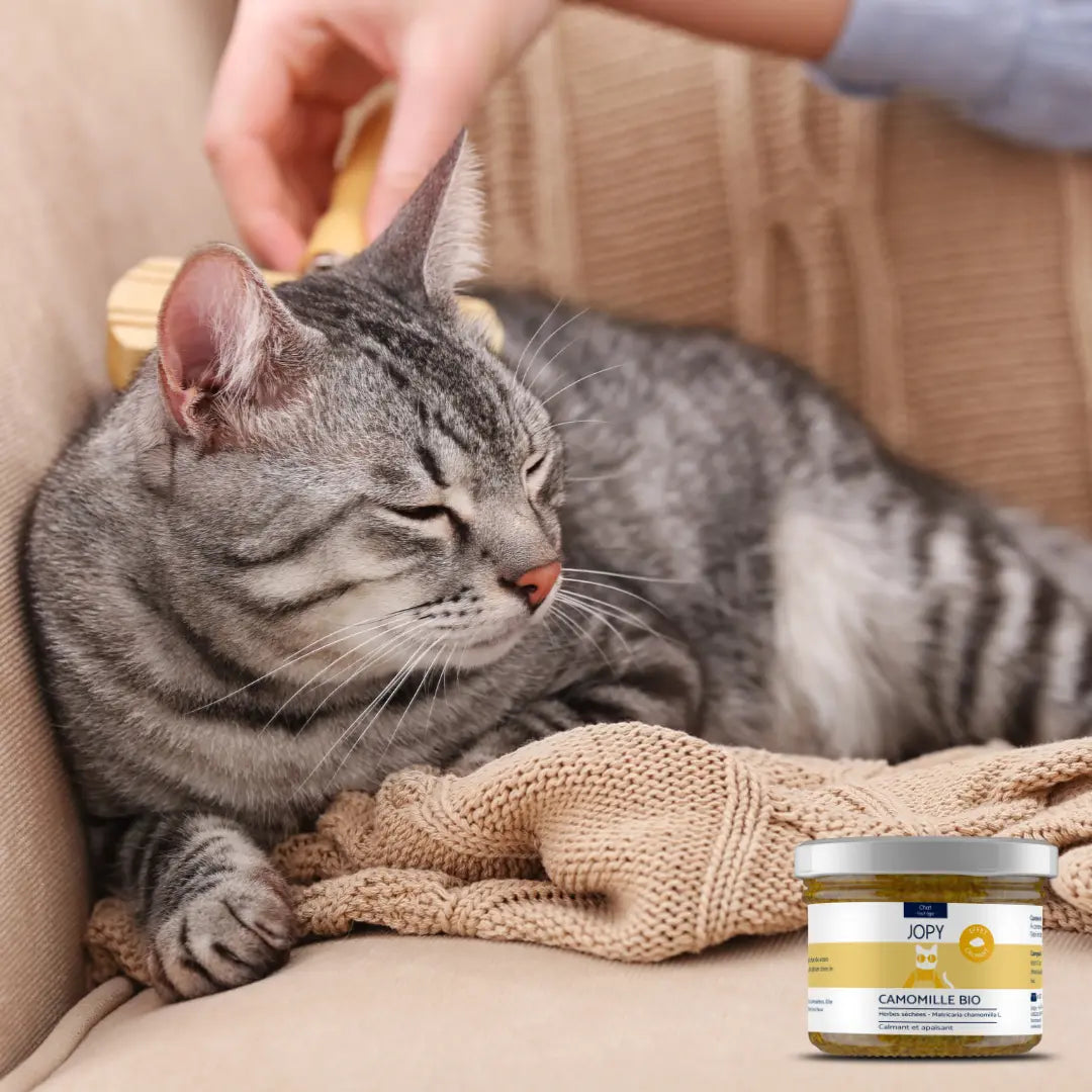 Camomille Bio Séchée Jopy pour Chat