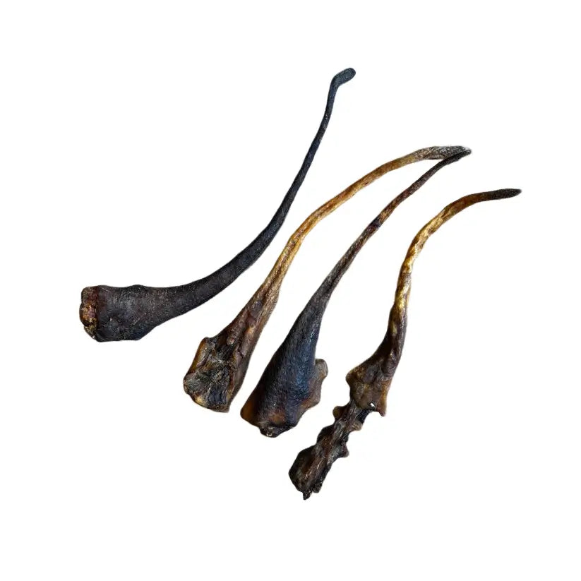 Queue de Sanglier pour Chien Cernunos