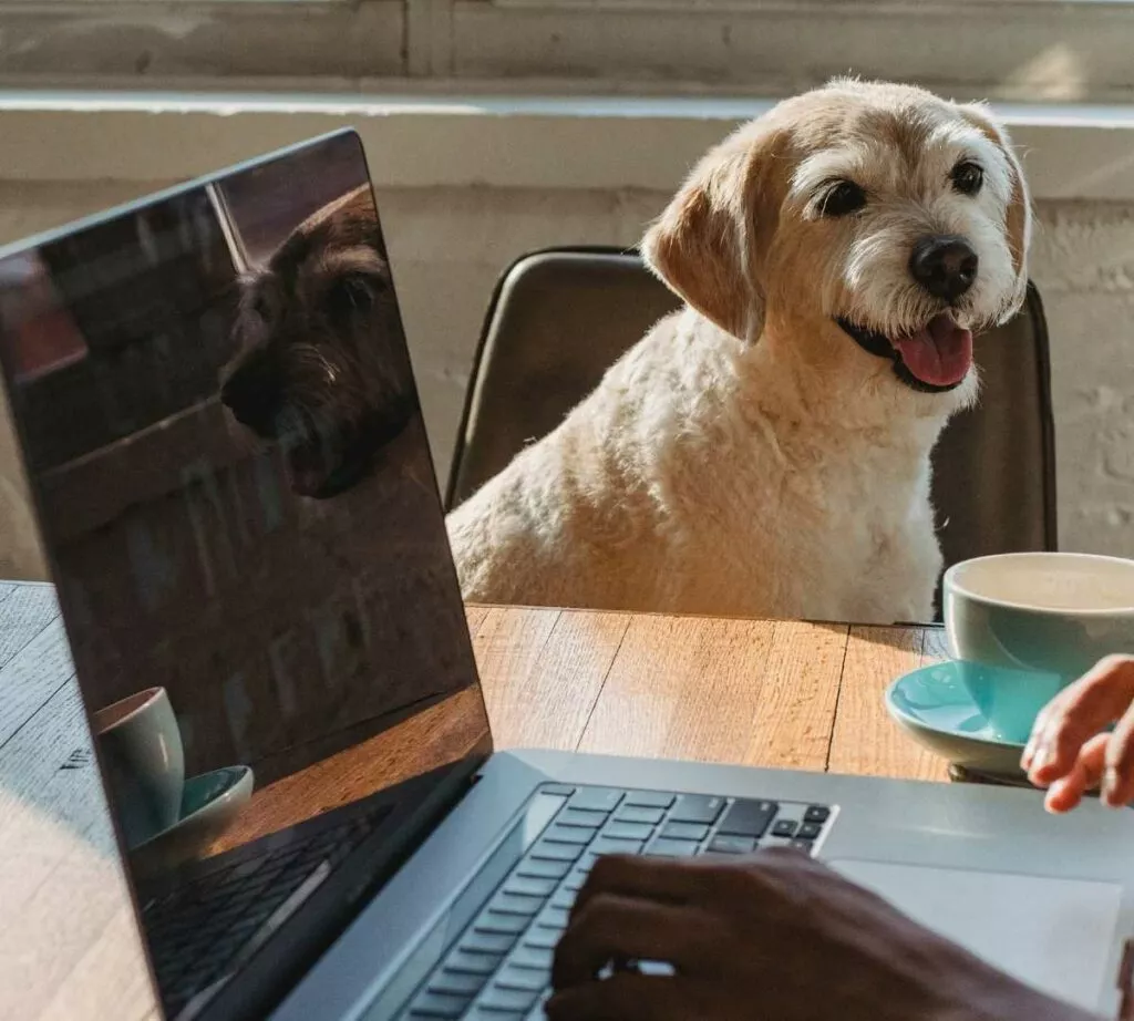 Chien devant ordinateur