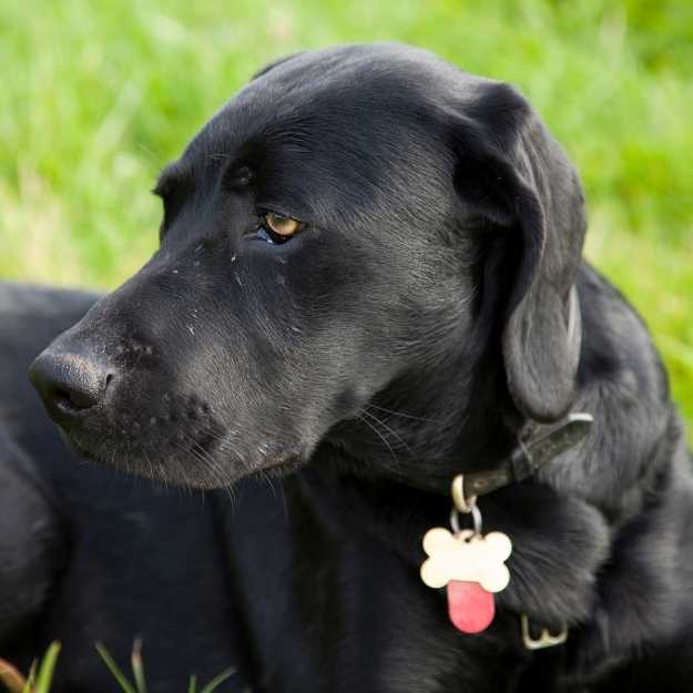 2025 Nom de Chien en A 100 idées de prénoms pour chien