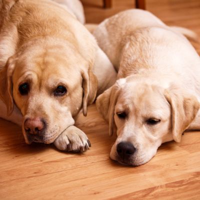 avis labrador