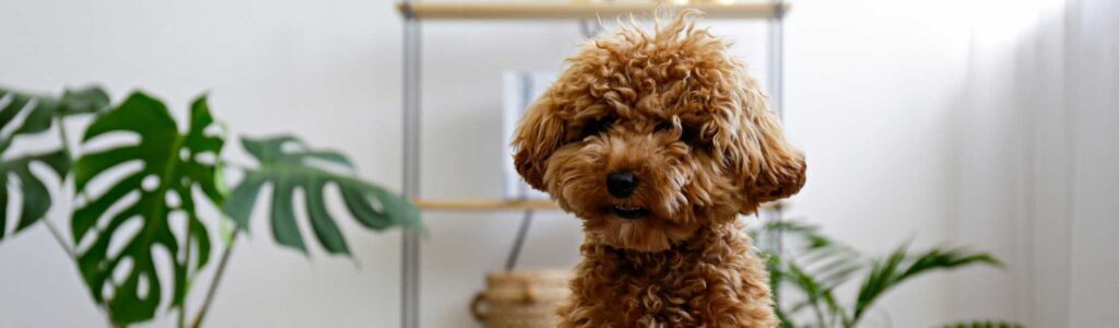 alimentation caniche