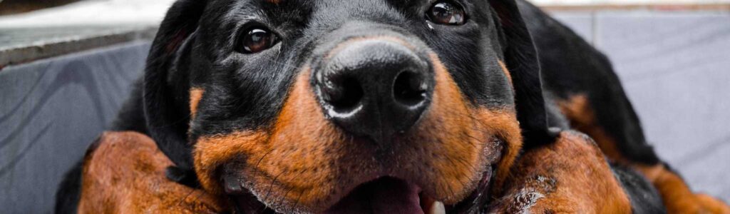 alimentation rottweiler