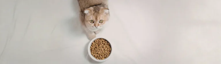 Allergie alimentaire chez le chat comment la reconnaître et la traiter