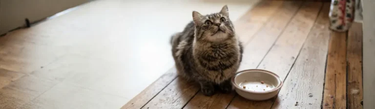 Allergie alimentaire féline races à risque, diagnostic, régime d'éviction