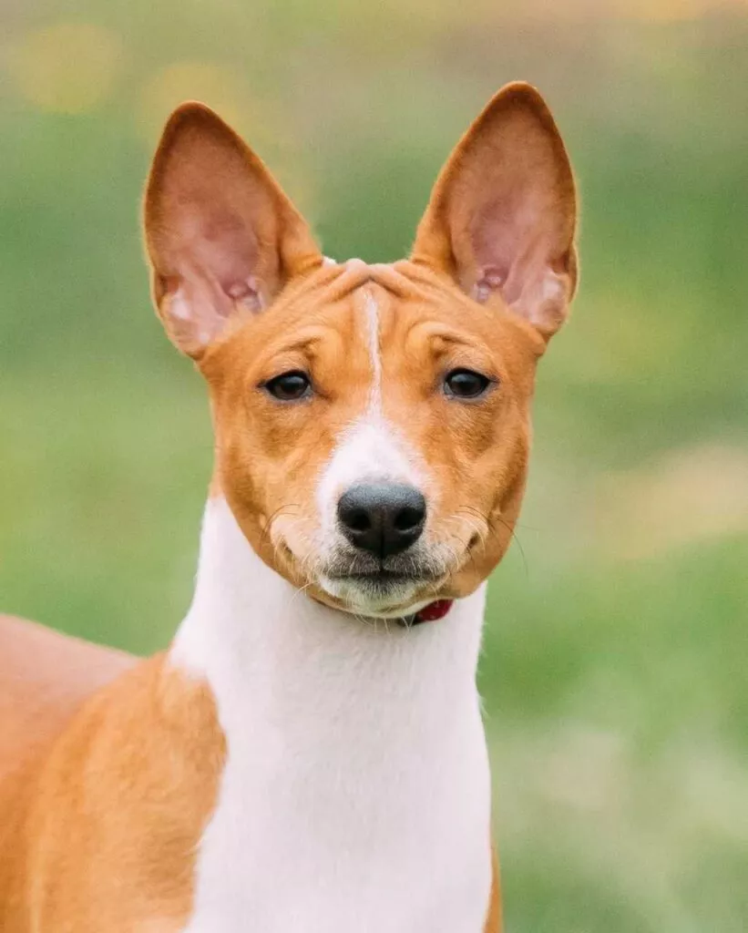 Basenji blanc et roux