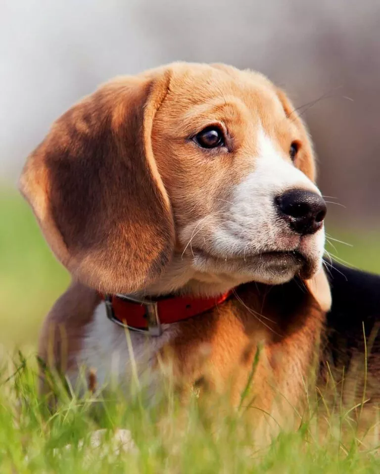 Beagle assis dans l'herbe