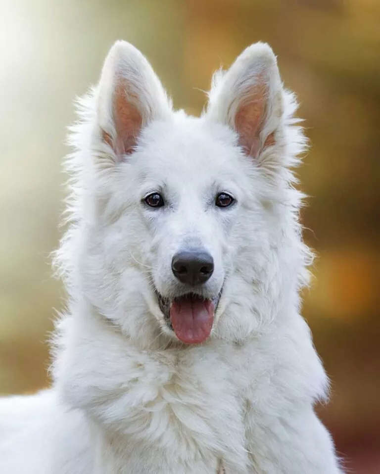 Berger Blanc Suisse