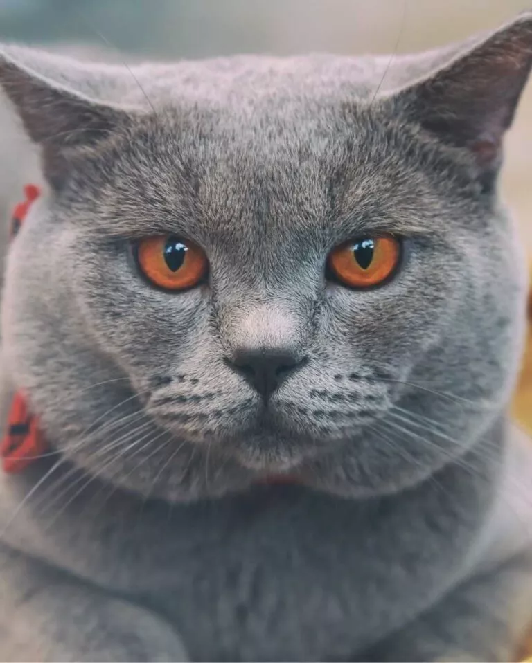 Chartreux gris-bleu aux yeux orange