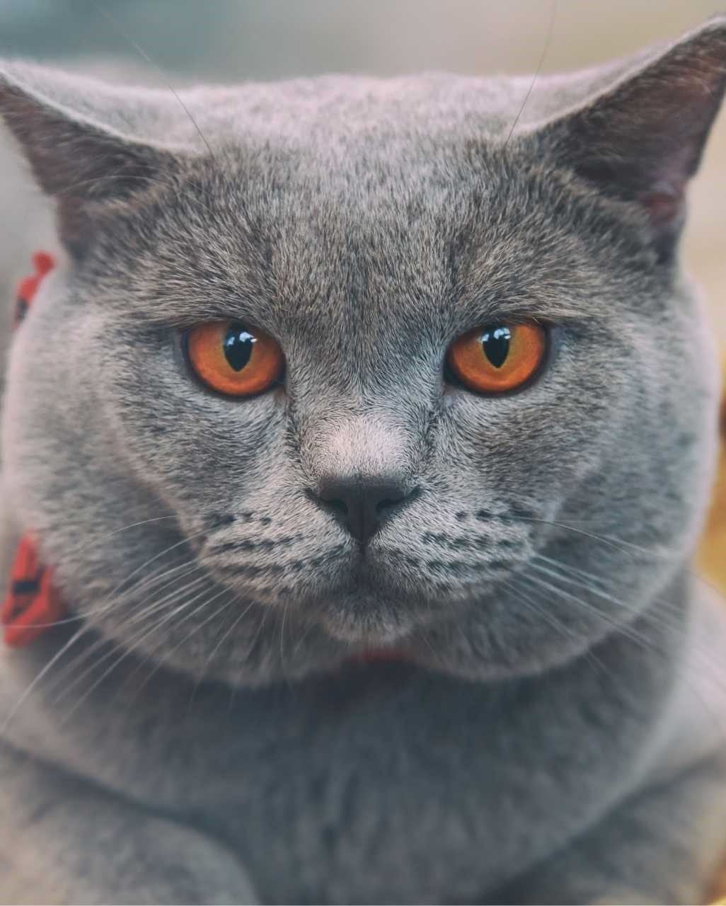 Chartreux Caractere Alimentation Sante Prix