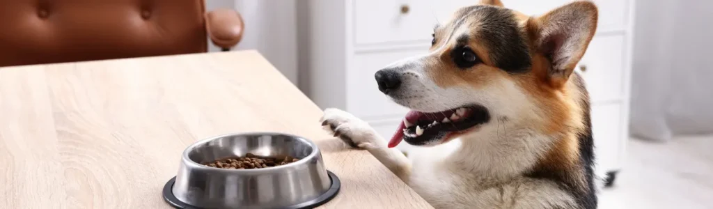 Chien à l'estomac fragile quel aliment choisir