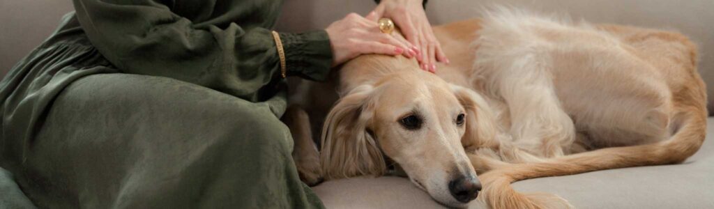 chien qui convulse : que faire ?