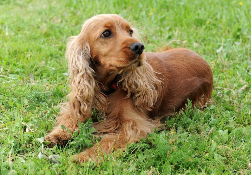 Cocker Spaniel Anglais