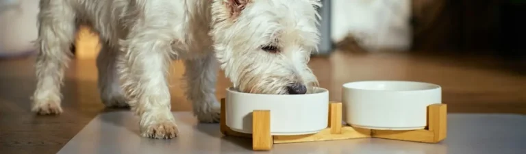 Croquettes pour Westie allergique conseils vétérinaires