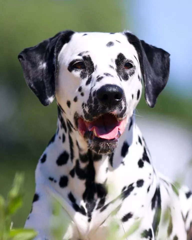 Dalmatien blanc à tâches noires dans un jardin