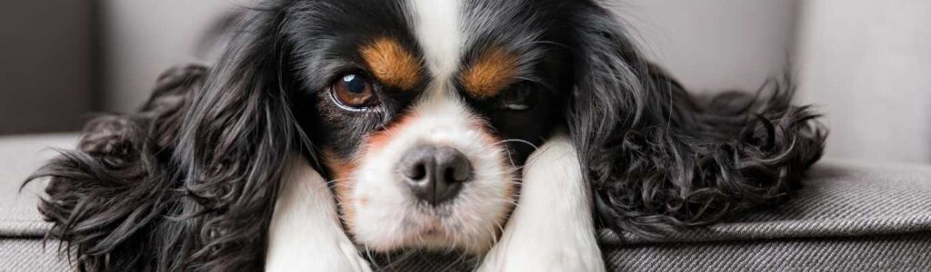 Echinococcose chien : symptomes, diagnostic et prévention