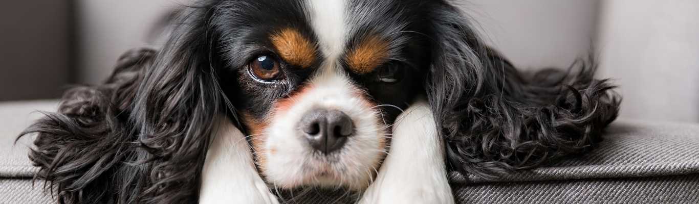 L’échinococcose chez le chien :   symptômes, diagnostic et prévention