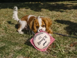 Jouet pour chiens Fromage French Bandit