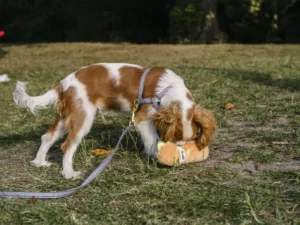 Jouet pour chiens Sandwich French Bandit