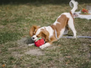 Jouet pour chiens Tomate French Bandit