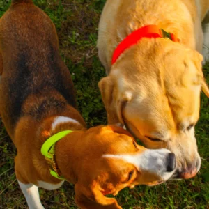 Pop Dog Collier Chien Jaune Joyeux