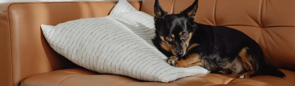 MICI chez le chien (maladie inflammatoire chronique de l'intestin) guide vétérinaire