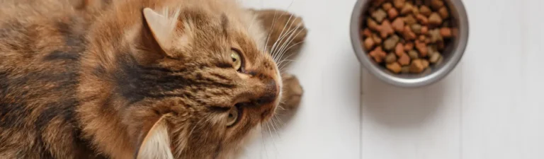 Meilleures Croquettes Hypoallergéniques pour Chat