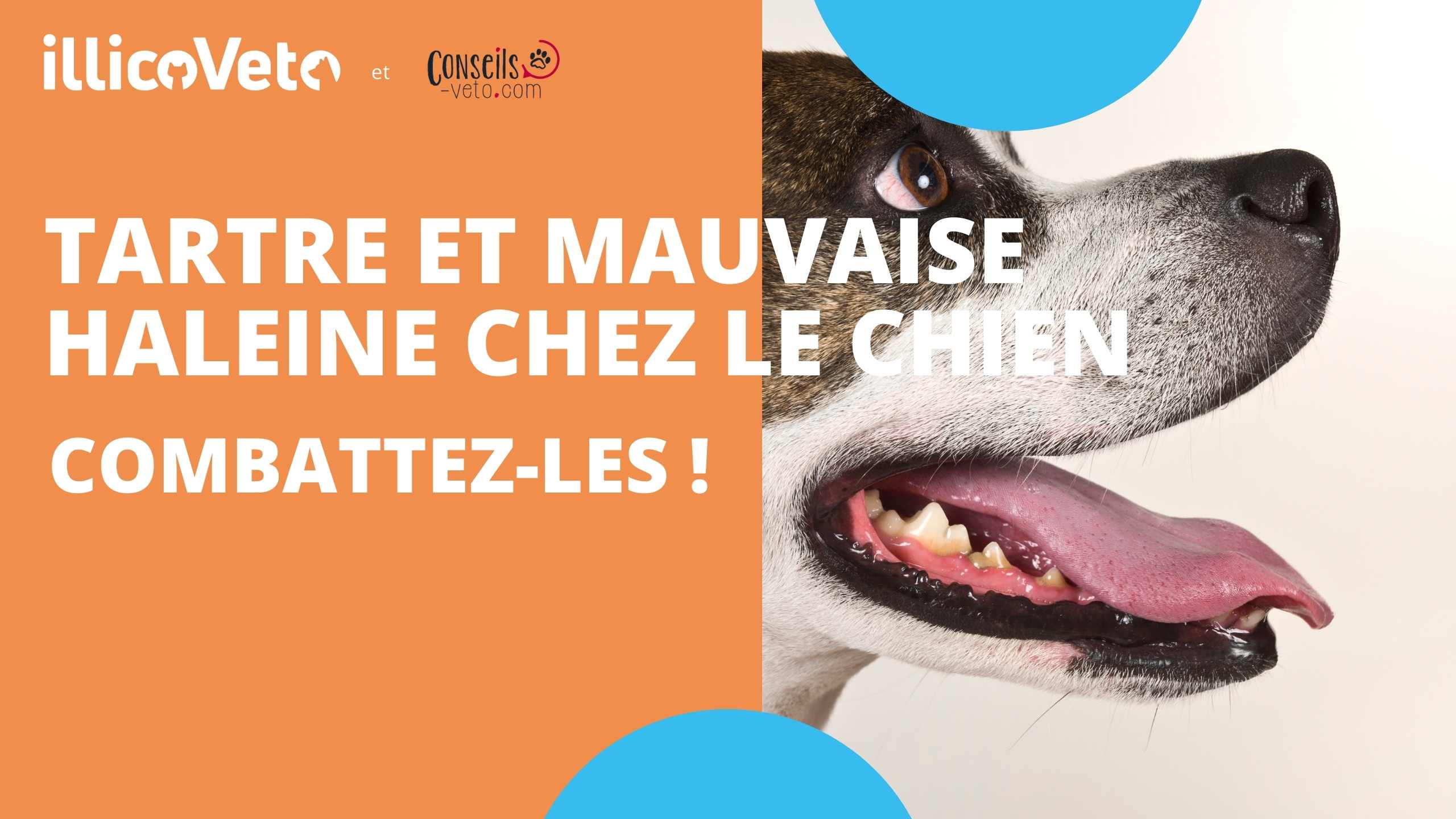 Tartre et mauvaise haleine chez le chien : combattez-les !