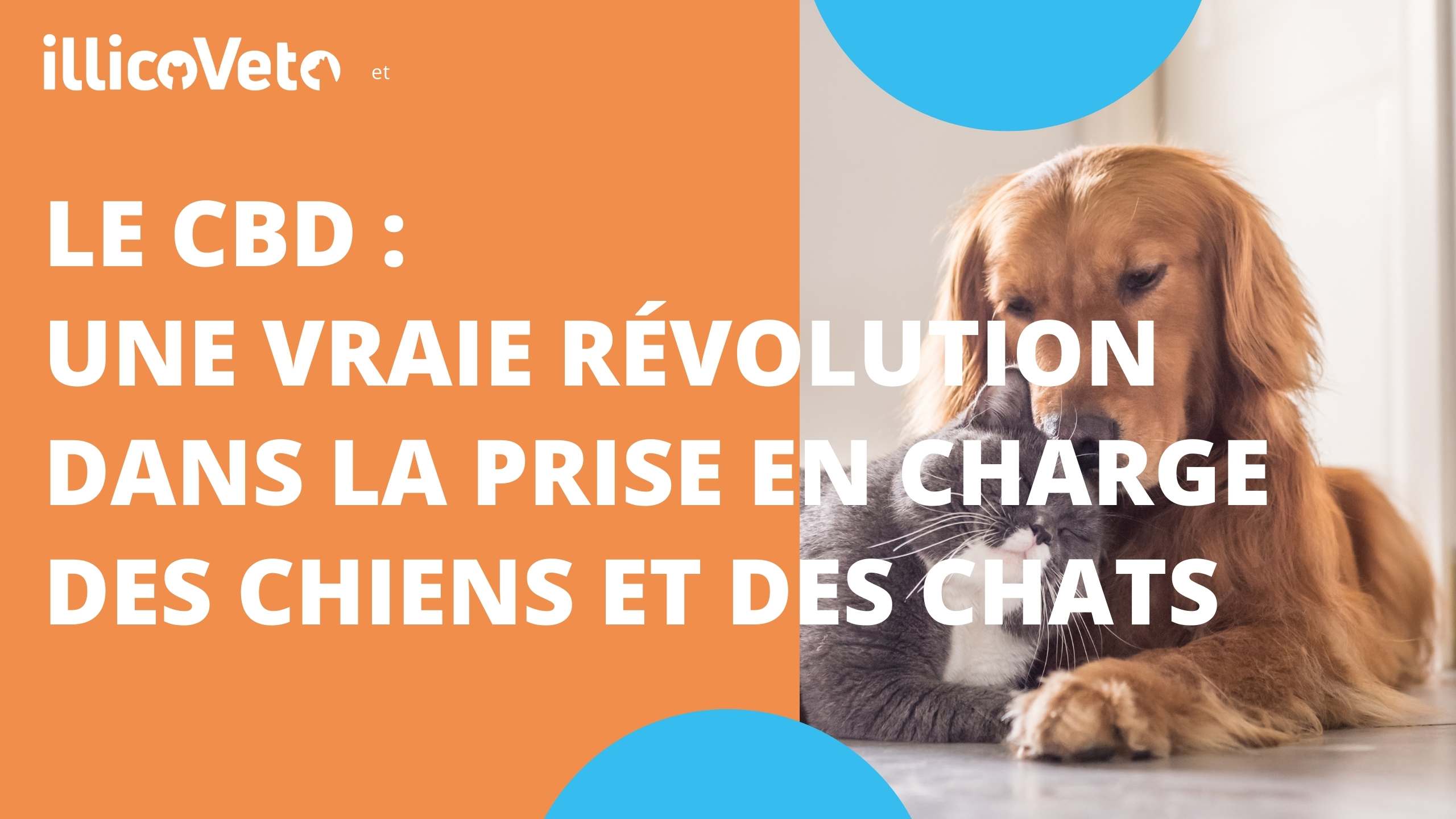 Le CBD: une vraie révolution dans la prise en charge des chiens et des chats ?